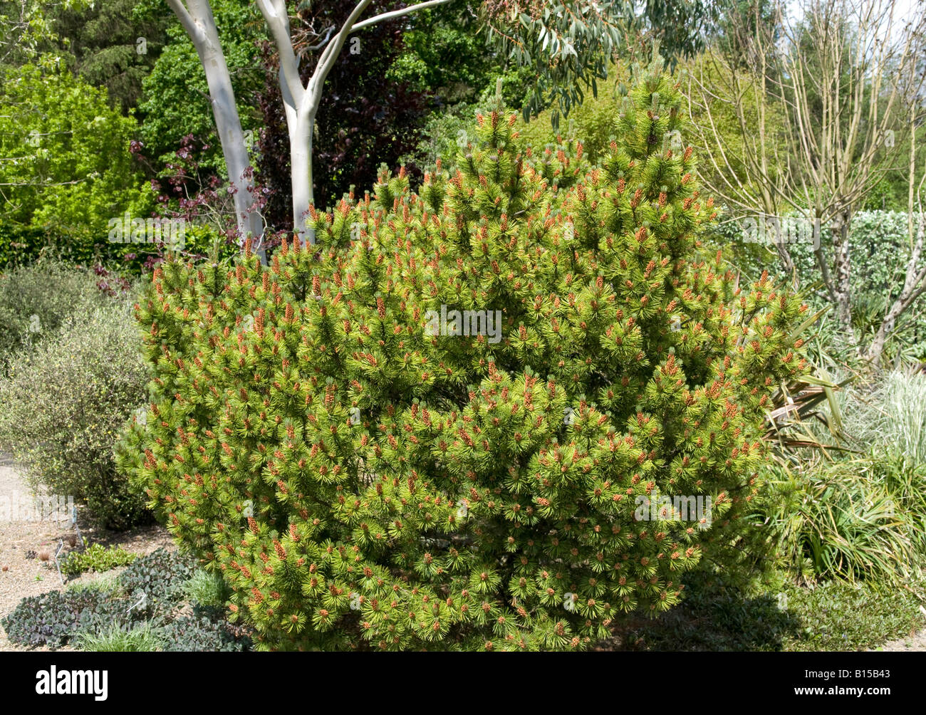 Pinus mungo `Ophir` Stock Photo